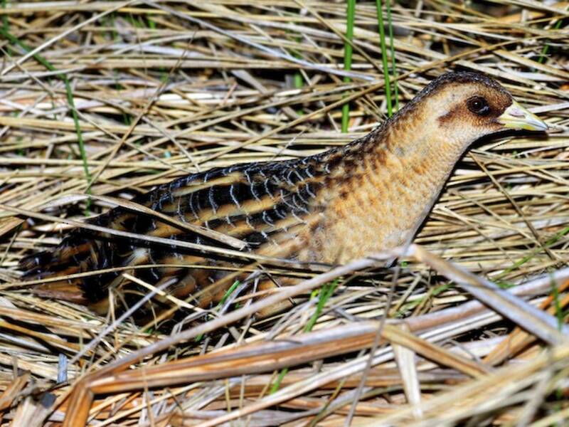 Yellow Rail, 照片 4