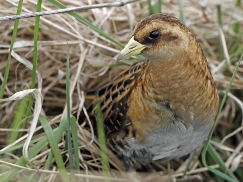 Yellow Rail, 照片 3