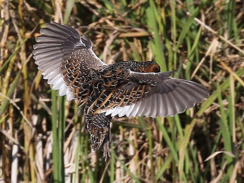 Yellow Rail, 照片 2