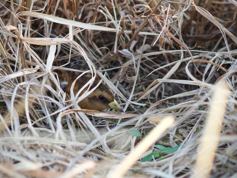 Yellow Rail