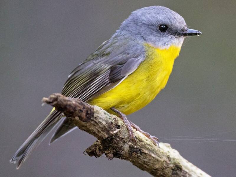 Eastern Yellow Robin, 照片 4