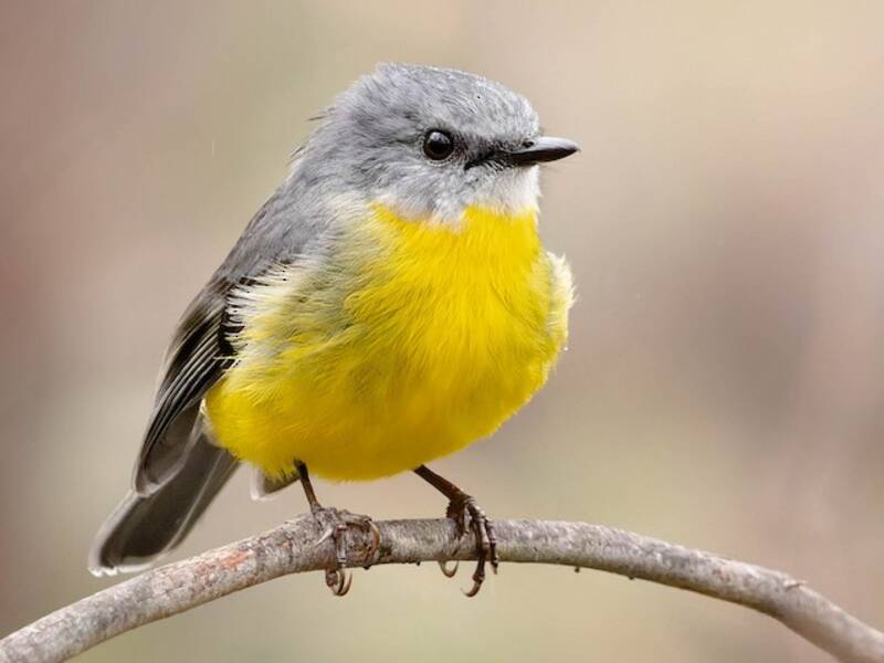 Eastern Yellow Robin, 照片 3