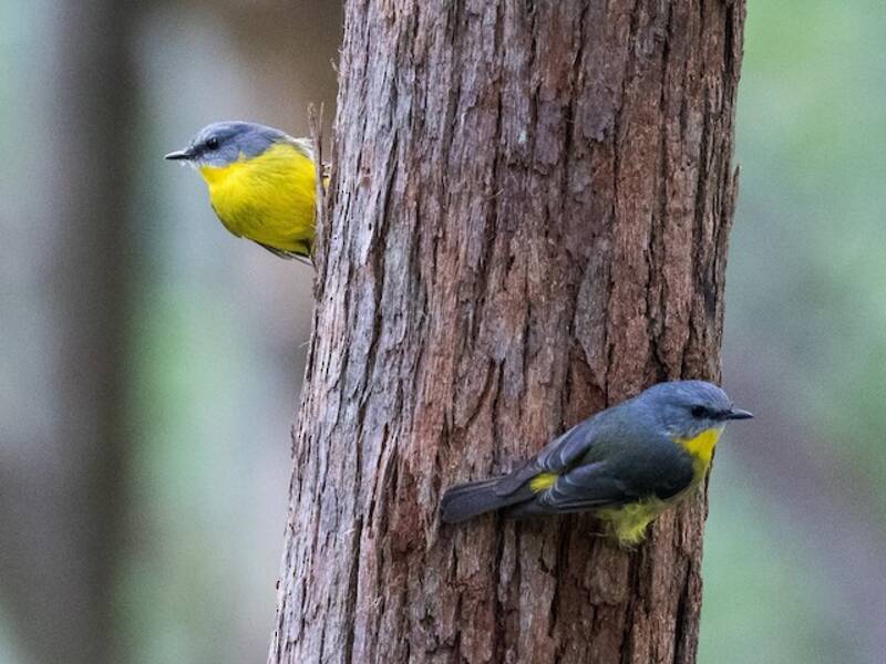 Eastern Yellow Robin, 照片 2