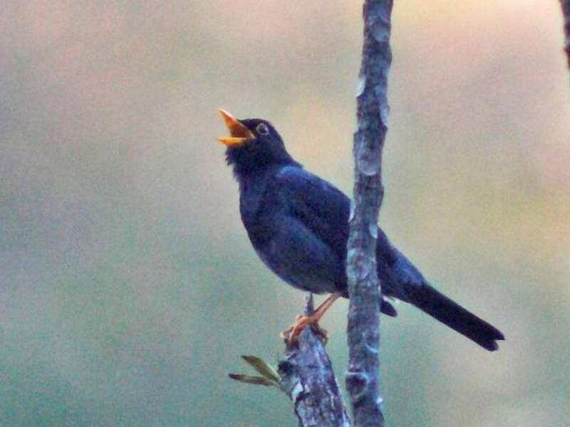Yellow-legged Thrush