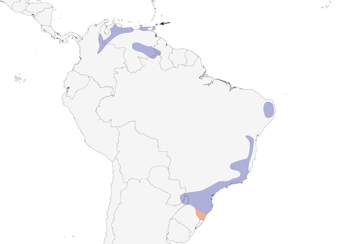 Zorzal Patigualdo, Distribución 1