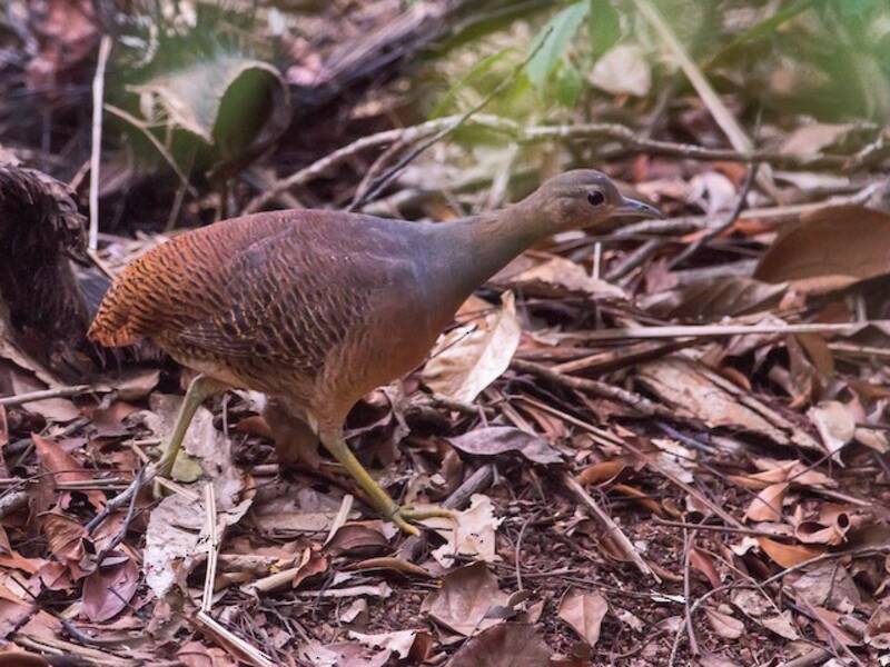 Yellow-legged Tinamou, Photos 3
