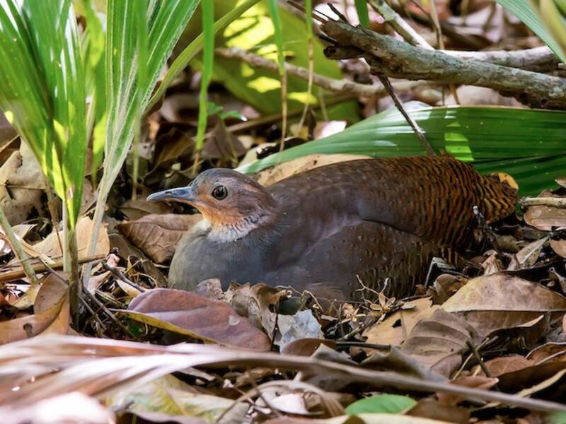 Yellow-legged Tinamou