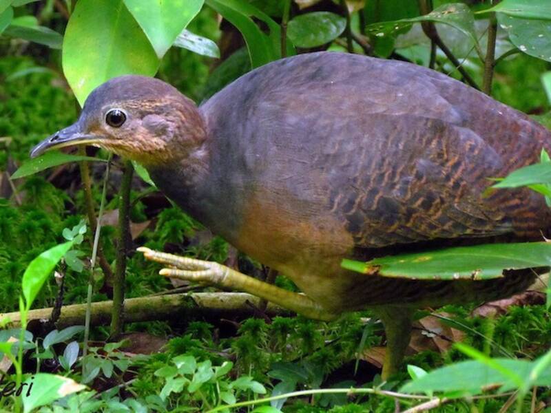 Yellow-legged Tinamou, Photos 2