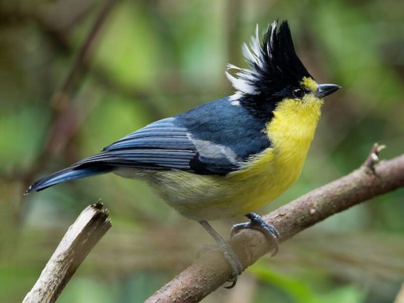Taiwan Yellow Tit