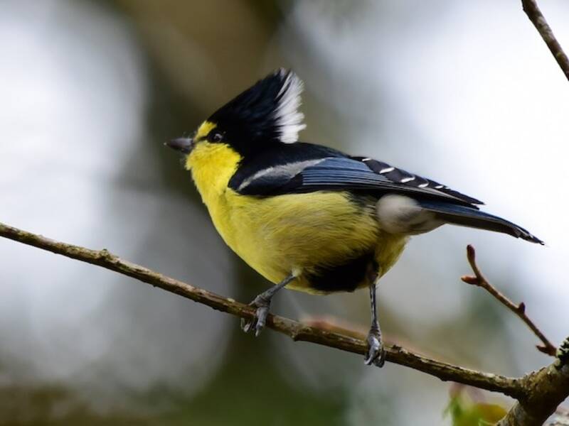 Taiwan Yellow Tit, Photos 2
