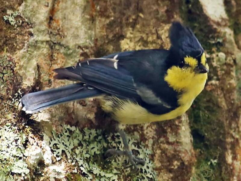 Taiwan Yellow Tit, Photos 3