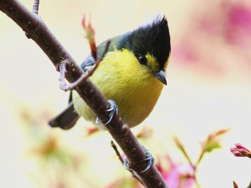 Taiwan Yellow Tit, Photos 4
