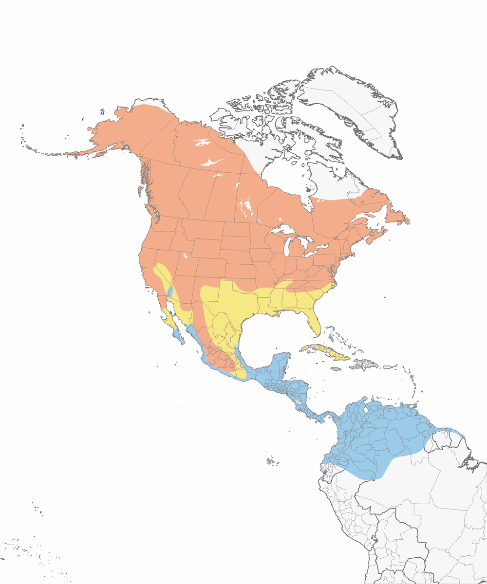 Dendroica gialla, Distribuzione 1