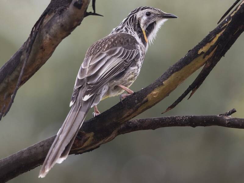 Yellow Wattlebird