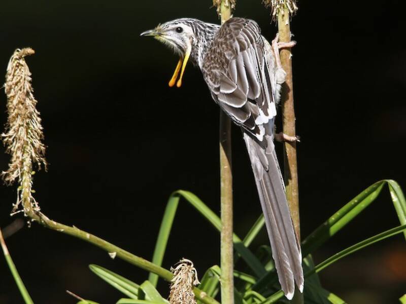 Yellow Wattlebird, 照片 2