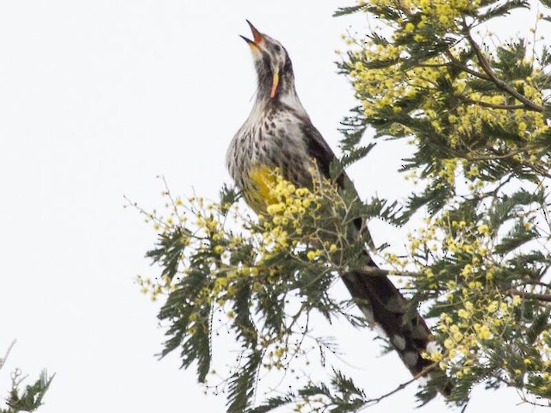 Yellow Wattlebird, 照片 3