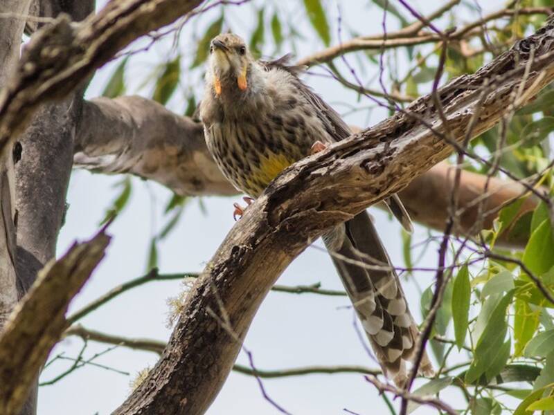 Yellow Wattlebird, 照片 4