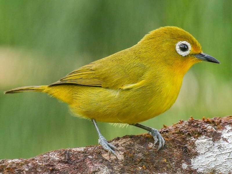 Yellowish White-eye, Photos 3