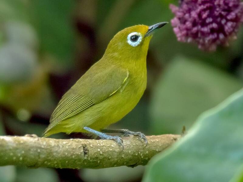 Yellowish White-eye, Photos 2