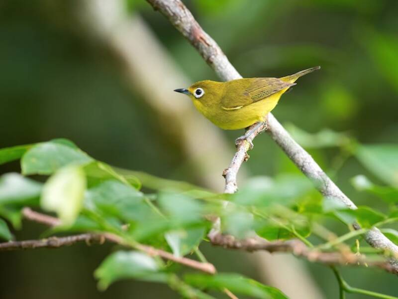 Yellowish White-eye, Photos 4