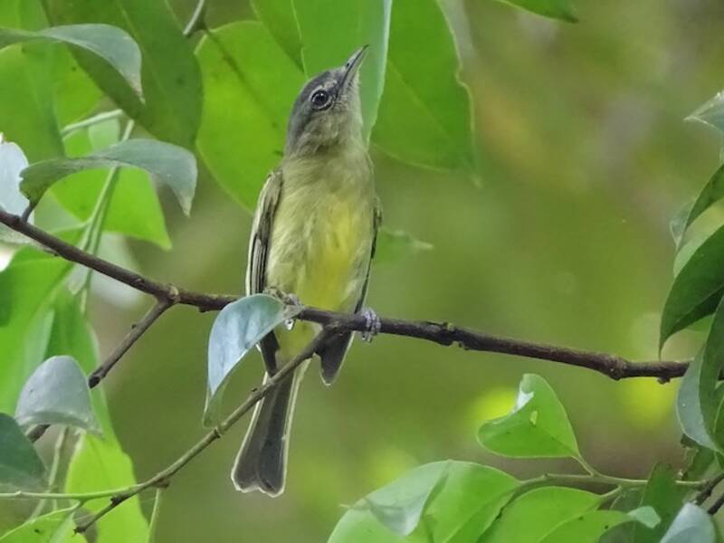Piquichato de margen amarillo, Fotos 3