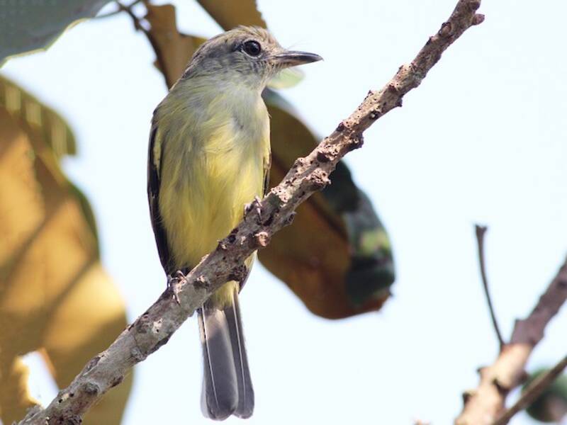 Piquichato de margen amarillo, Fotos 2