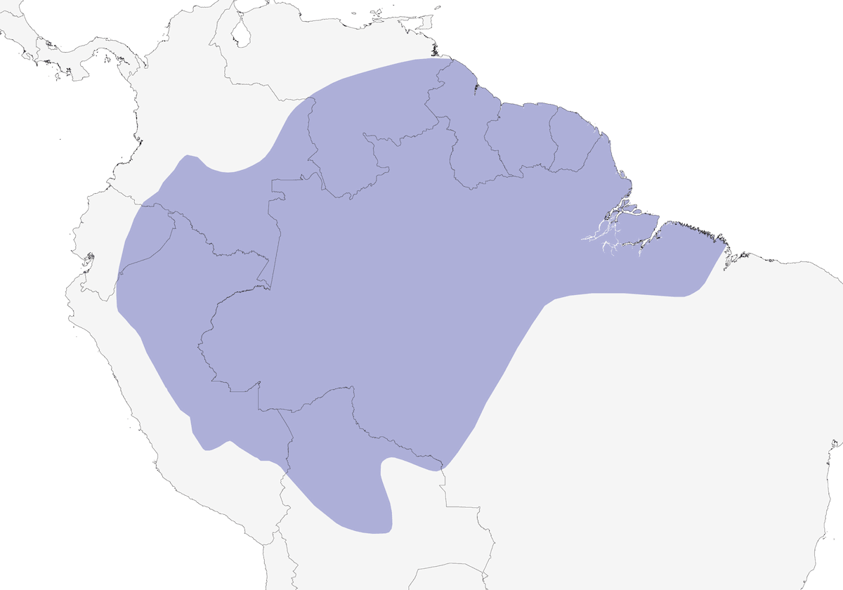 Piquichato de margen amarillo, Distribución 1