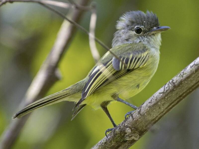 Yellow-winged Flatbill, Photos 4