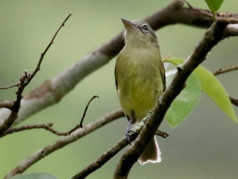 Yellow-winged Flatbill, Photos 2
