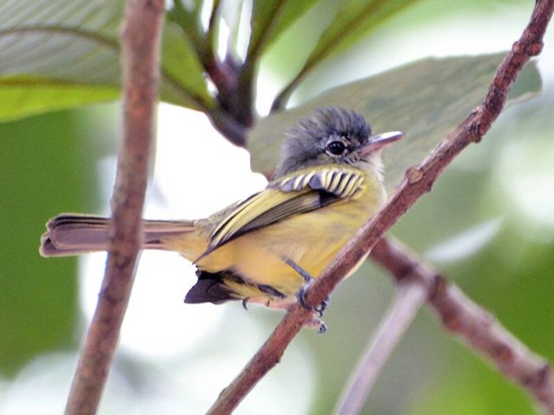 Yellow-winged Flatbill, Photos 3