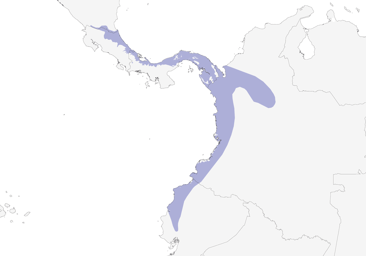 Yellow-winged Flatbill, Distribution 1