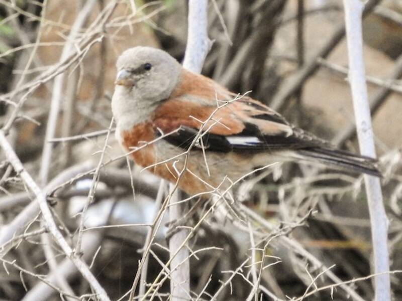 Pardillo de Yemen, Fotos 2