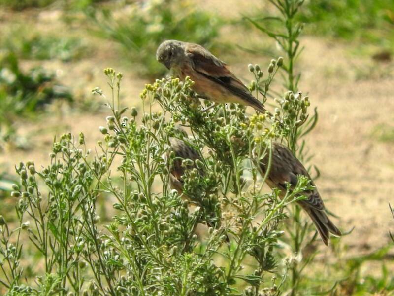 Pardillo de Yemen, Fotos 4