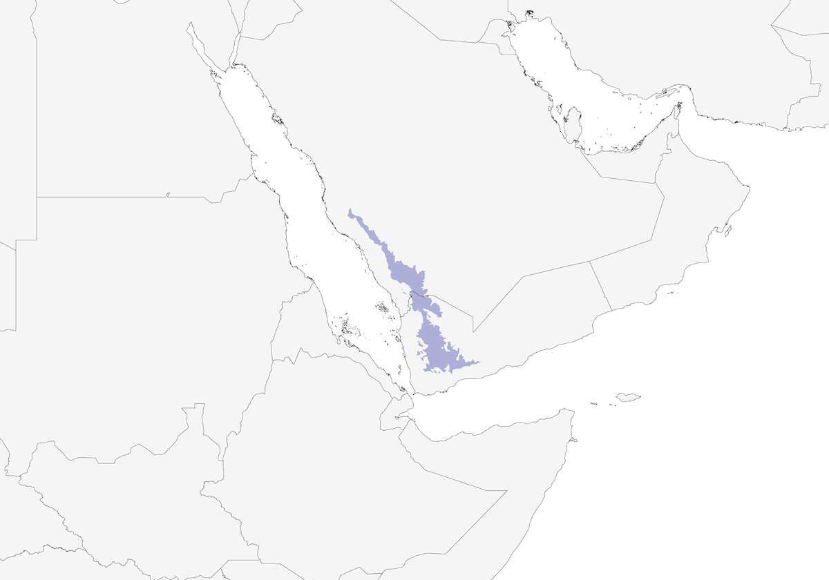 Pardillo de Yemen, Distribución 1