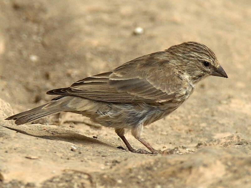 Verzellino dello Yemen, Foto 2