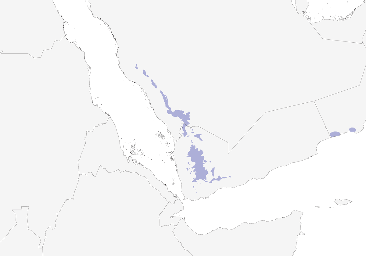 Verzellino dello Yemen, Distribuzione 1