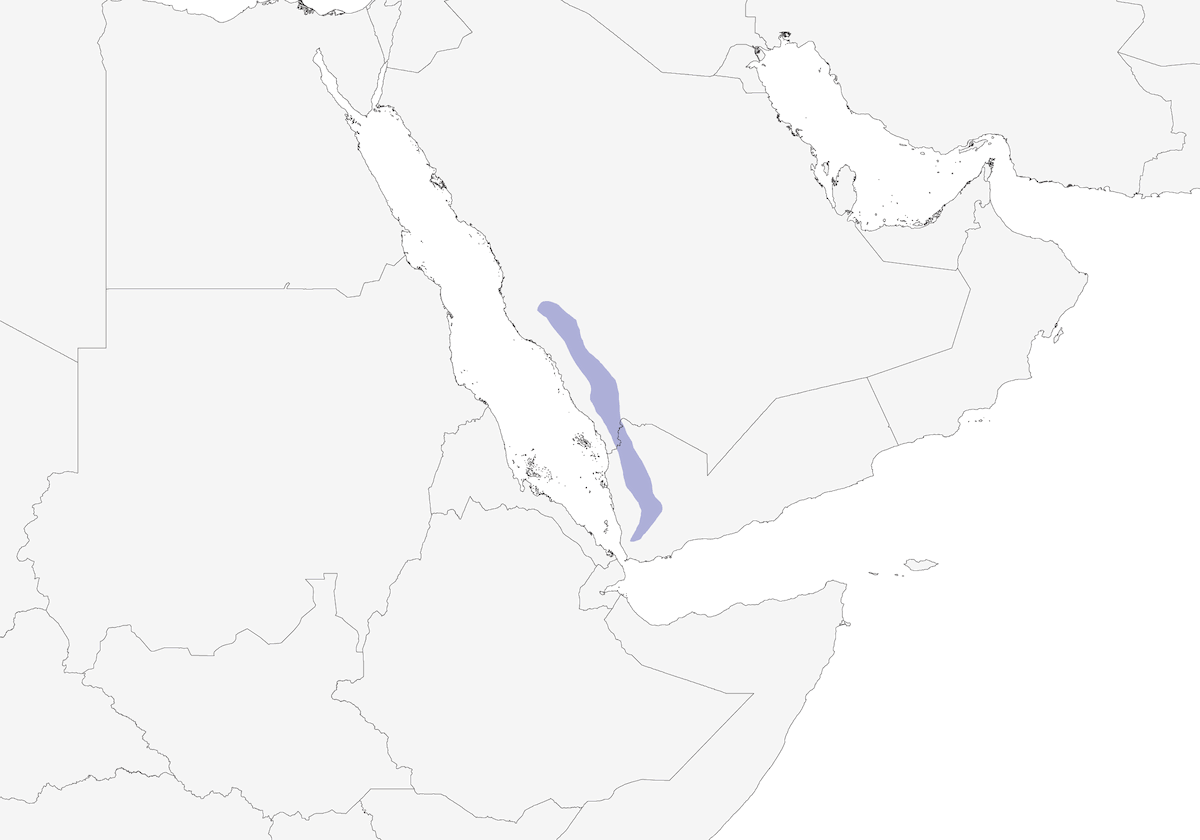 Zorzal del Yemen, Distribución 1