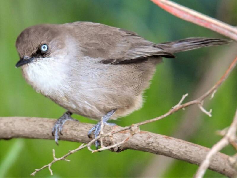 Yemen Warbler, Photos 3