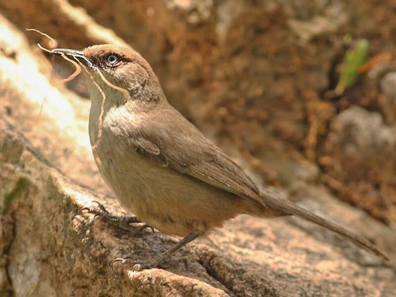 Yemen Warbler, Photos 4