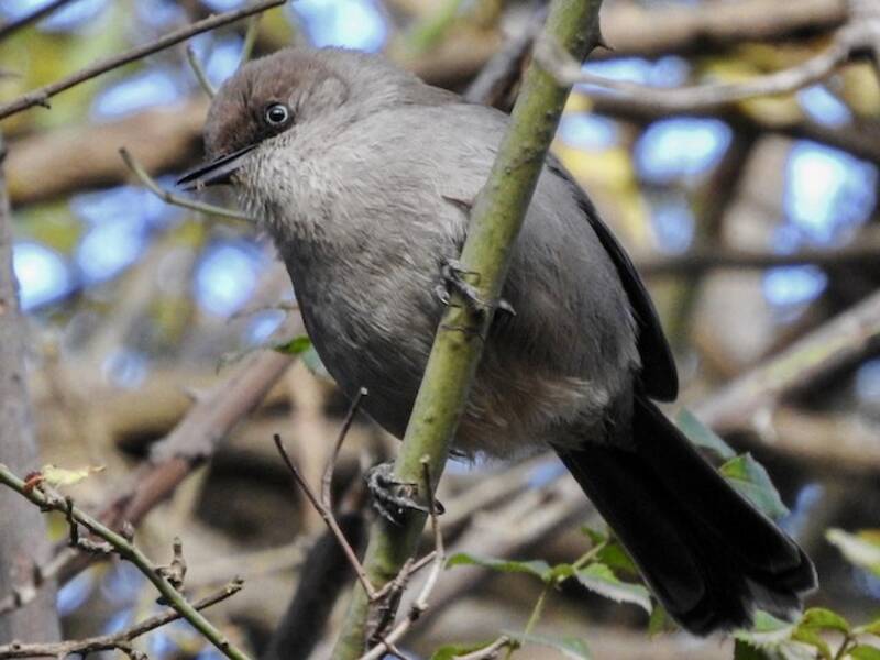 Yemen Warbler - Curruca buryi