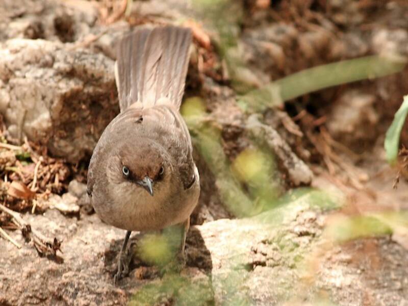 Yemen Warbler, Photos 2