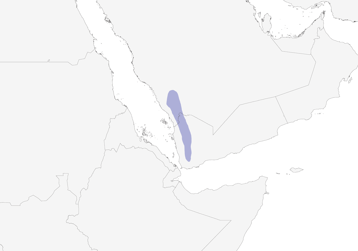 Yemen Warbler, Distribution 1