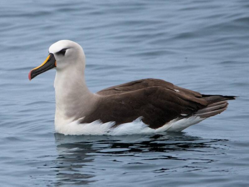 Atlantic Yellow-nosed Albatross, Photos 4