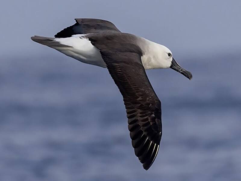 Atlantic Yellow-nosed Albatross, Photos 3