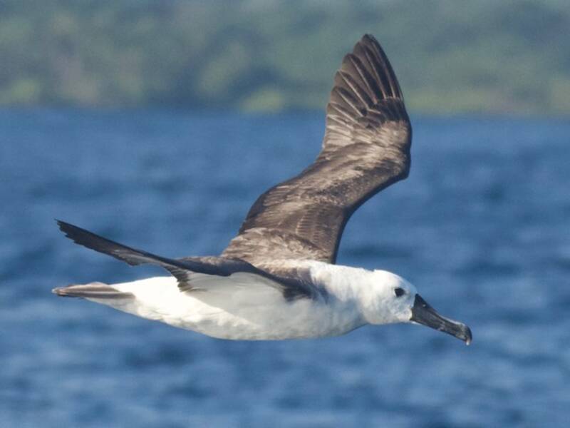 Atlantic Yellow-nosed Albatross (Thalassarche chlororhynchos)