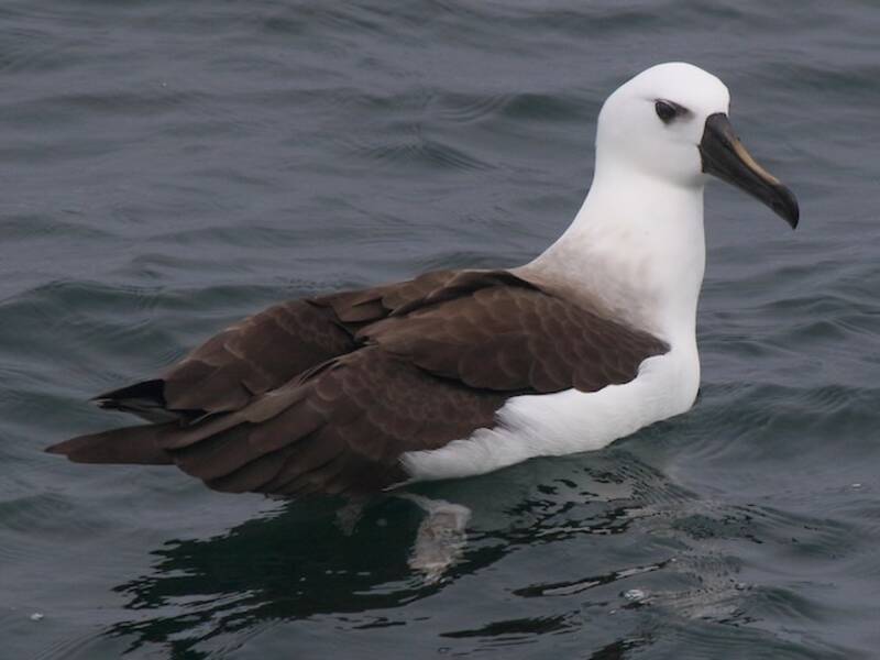 Atlantic Yellow-nosed Albatross, Photos 2