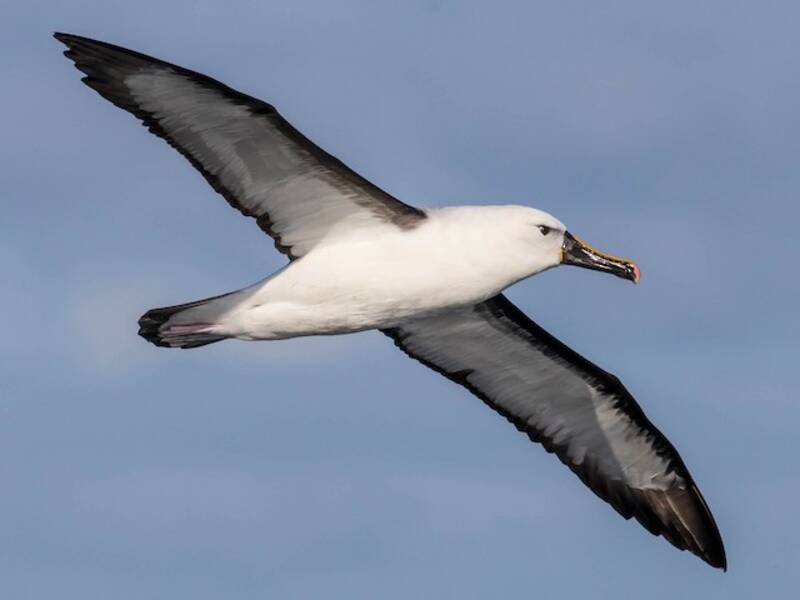 Albatros picofino indio, Fotos 4