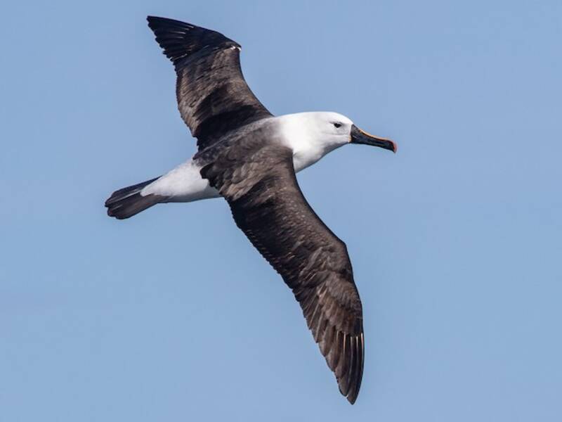 Albatros picofino indio, Fotos 3