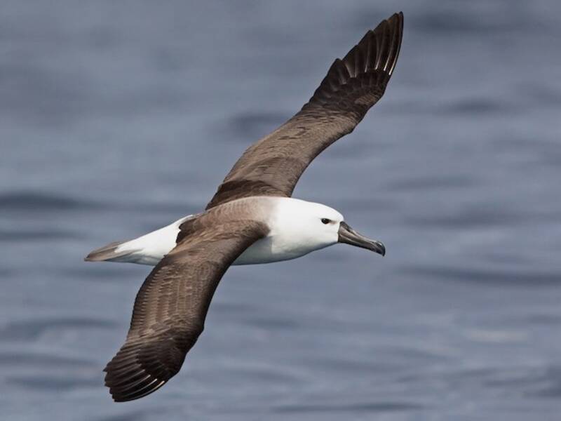 Albatros picofino indio