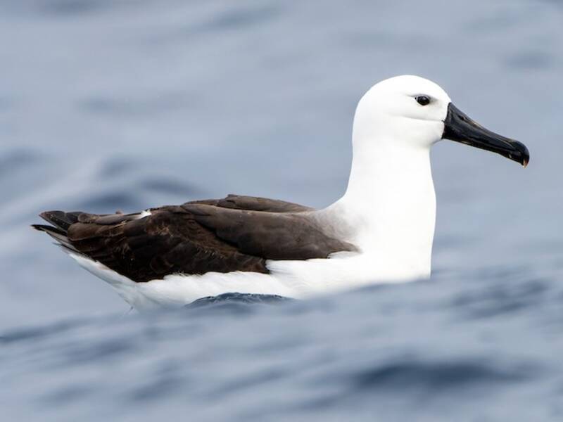 Albatros picofino indio, Fotos 2